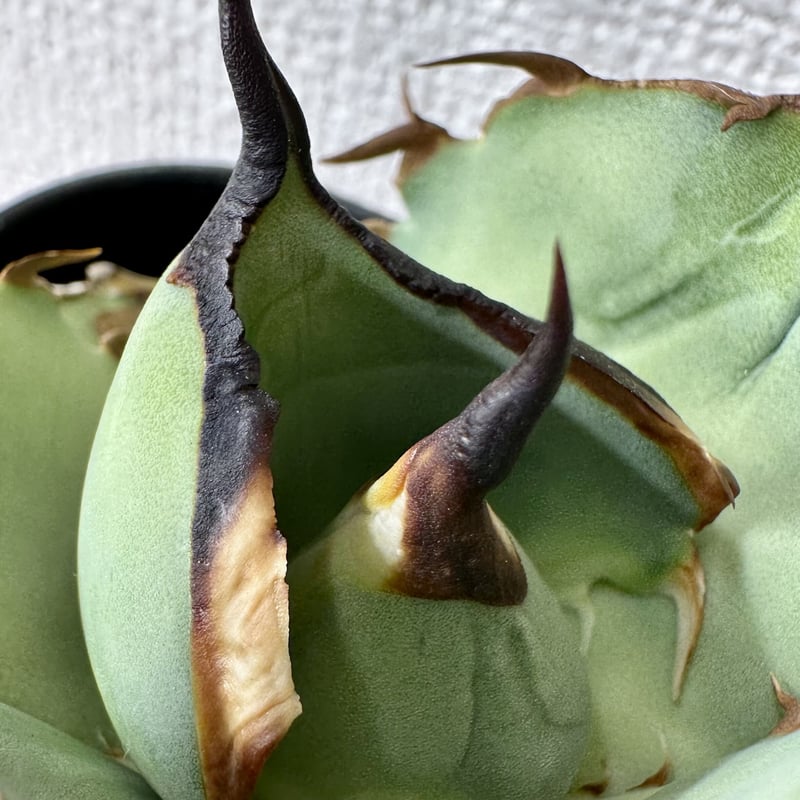 専用ページ アガベ agave 『Juggernaut ジャガーノート 純血 専用ページ アガベ agave 『Juggernaut ジャガーノート 純血