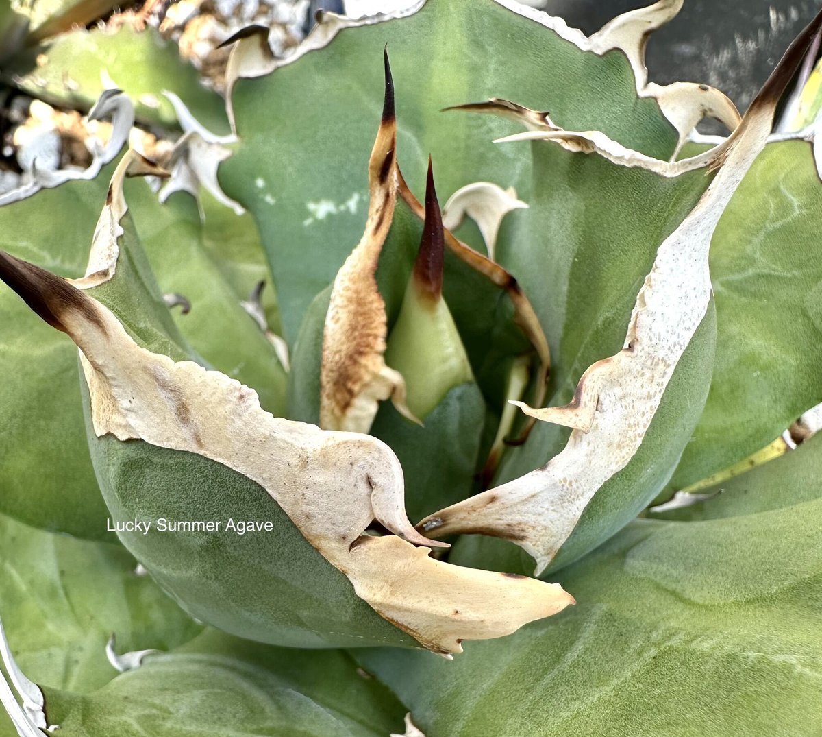 アガベ『ピカチュウ 鬼爪』 | Lucky Summer Agave