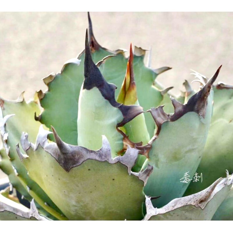 Titanota Leo-アガベ チタノタ麗王 子株 アガベ チタノタ “麗王” レオ