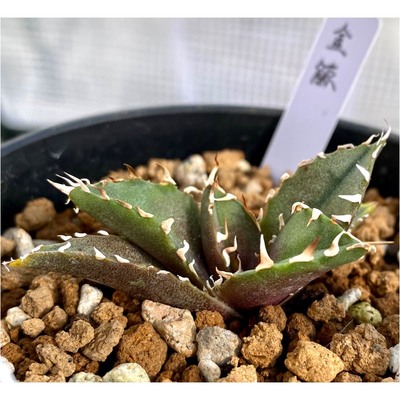 アガベ白鯨+金鯨セット