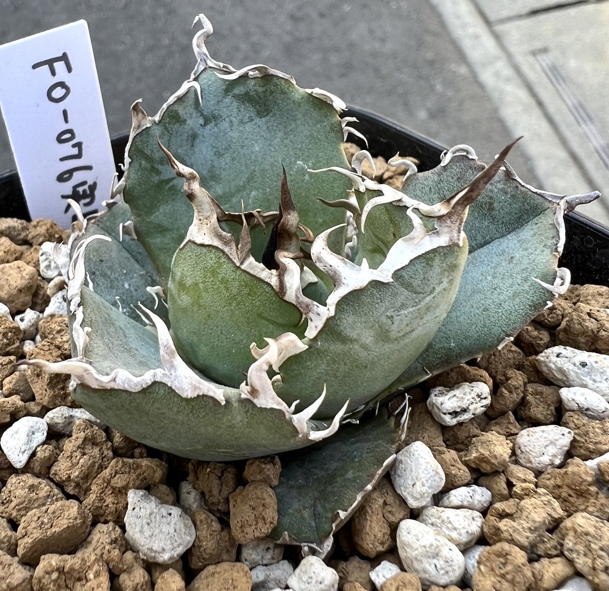 アガベ agave titanota チタノタ Fo-076実生狂棘強棘特選株