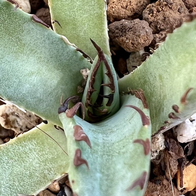 アガベ agave titanota チタノタ 『黒鯊』 | Lucky Summer Agave アガベ agave titanota チタノタ 『黒鯊』 | Lucky Summer Agave