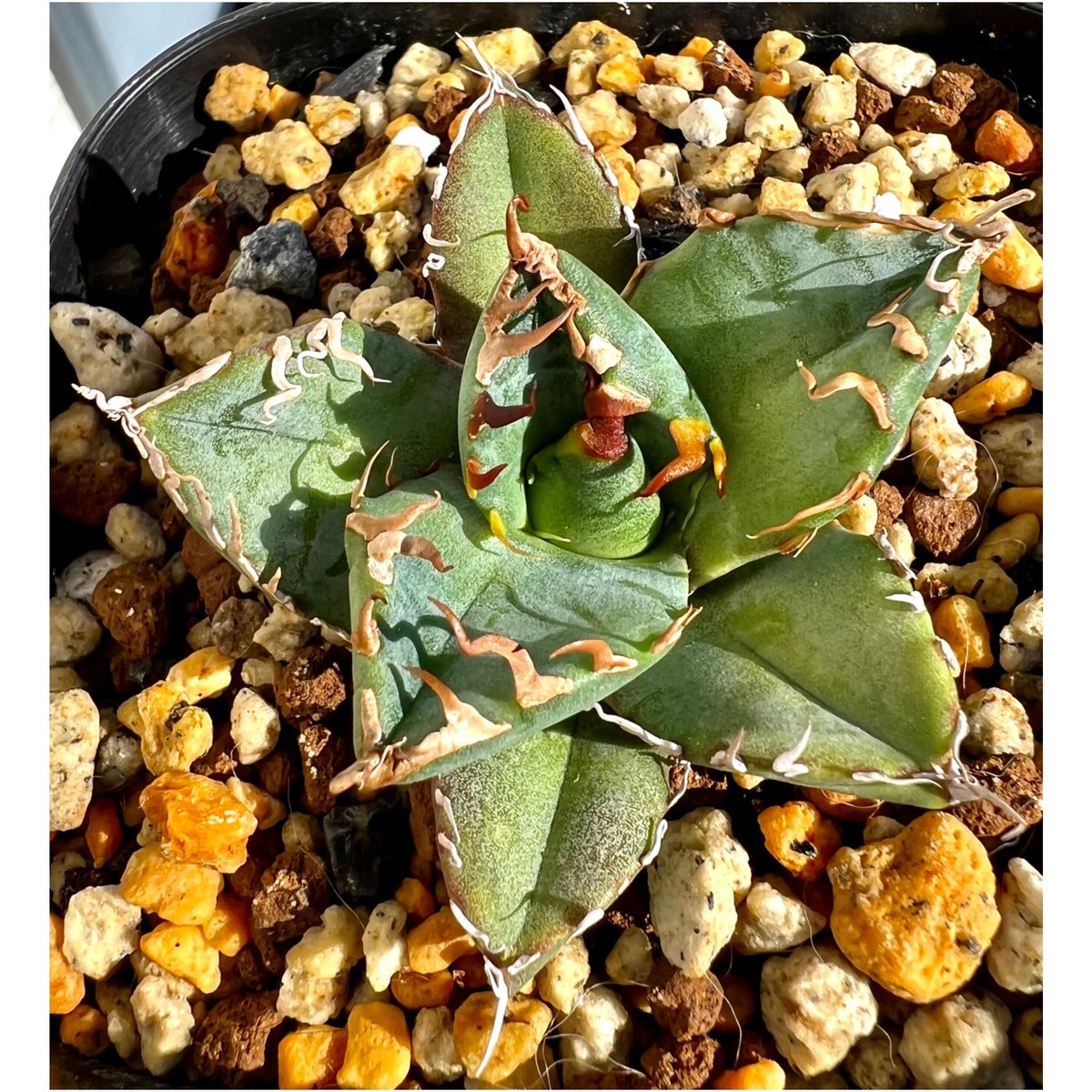 アガベ agave titanota チタノタ『魔丸』超極上コレクション株 アガベ agave titanota チタノタ『魔丸』超極上コレクション株