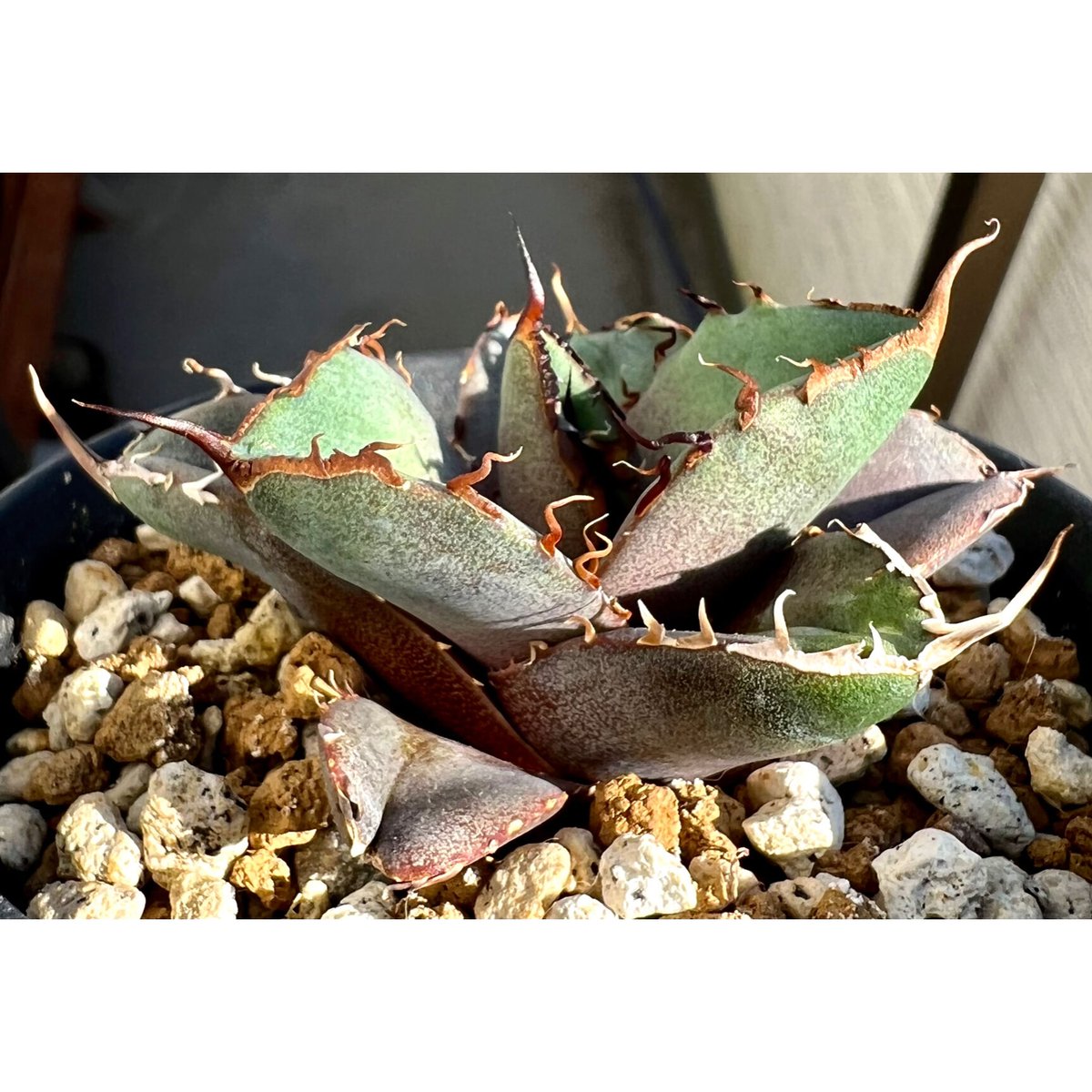 最終値下げ】アガベ チタノタ 黒豹 ブラックパンサー