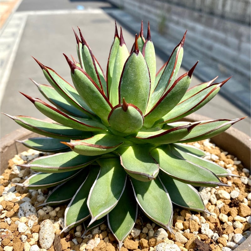 アガベ agave 『青蓮』 | Lucky Summer Agave