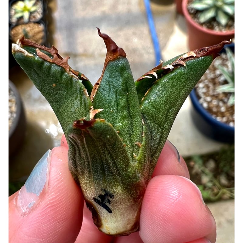 アガベ チタノタ 海王 子株 agave アガベ チタノタ 海王 子株 agave