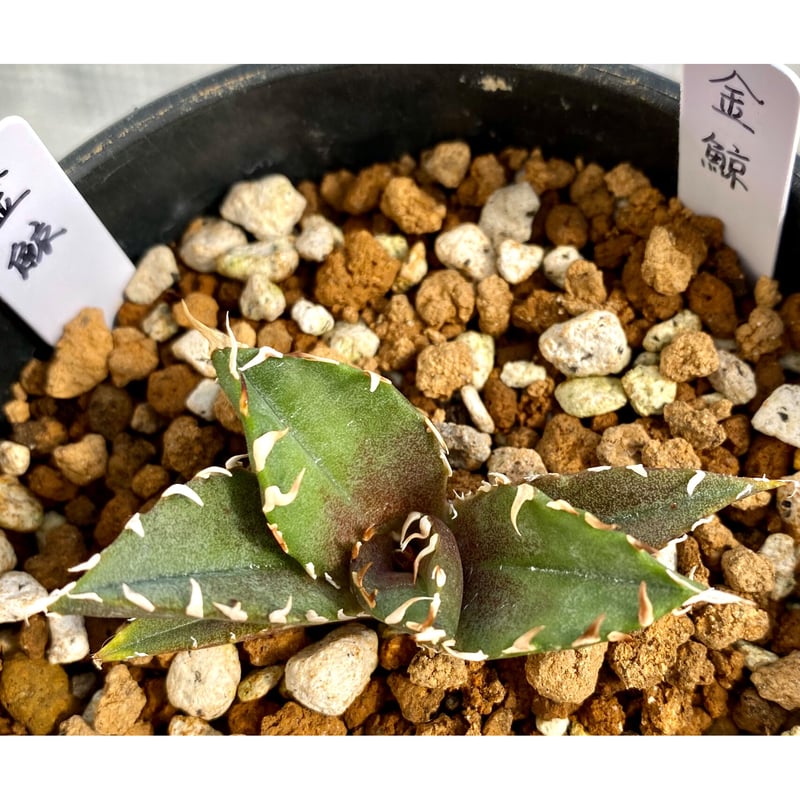 國枝様専用 アガベ『金鯨』&『黒鯨』&『カブトガニ錦』発根済み子株