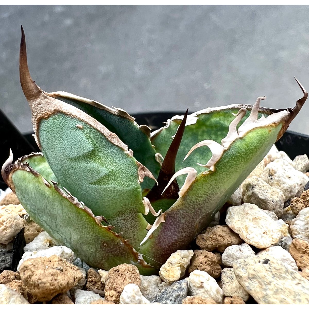 アガベ agave titanota チタノタ『Mesmerizing Spines-NB...