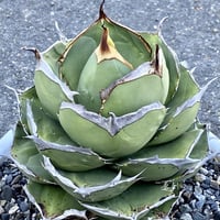 agave アガベ 高級品種 清桜 清櫻 発根済み子株 | Lucky Summer agave アガベ 高級品種 清桜 清櫻 発根済み子株 | Lucky Summer