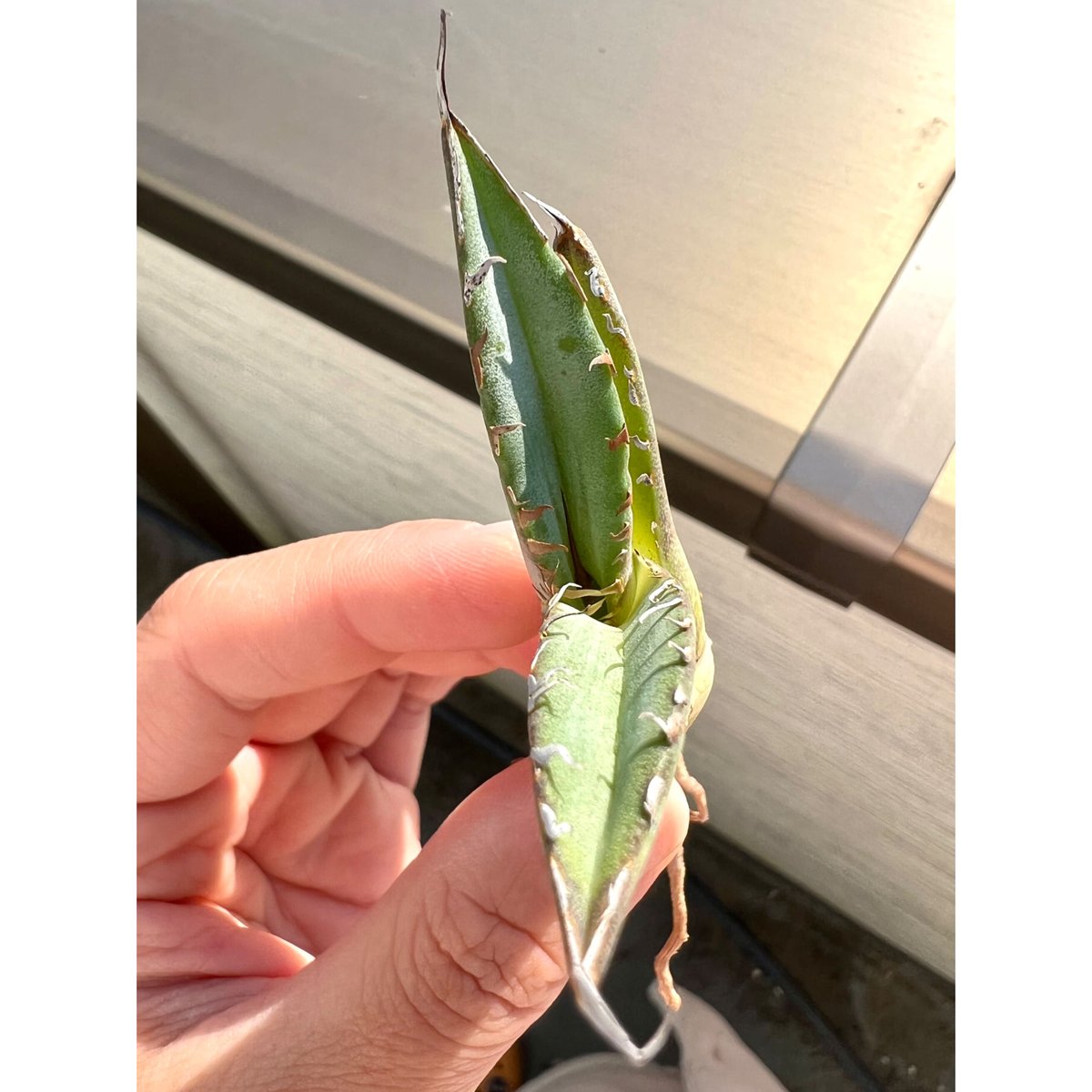 アガベ agave titanota チタノタ『巧克力之吻 チョコレートの アガベ agave titanota チタノタ『巧克力之吻 チョコレートの