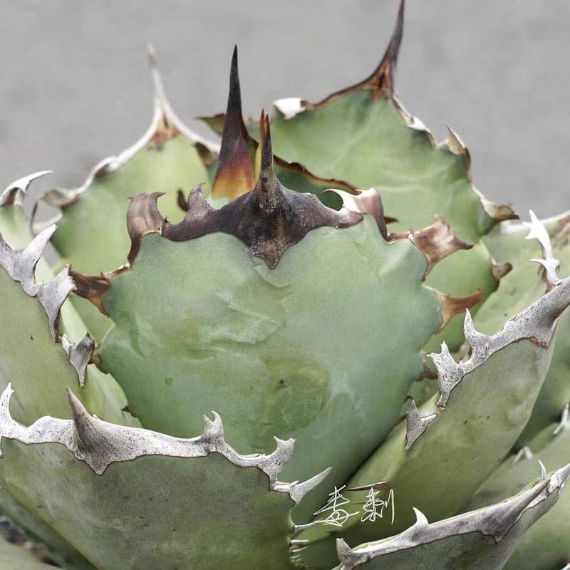 アガベ チタノタ agave titanota 鳳凰 発根済み極上棘子株 アガベ チタノタ agave titanota 鳳凰 発根済み極上棘子株