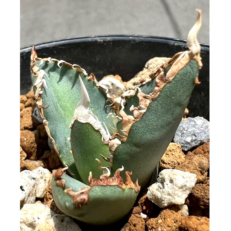 アガベ agave titanota チタノタ『狼人』超極上コレクション株 アガベ agave titanota チタノタ『狼人』超極上コレクション株