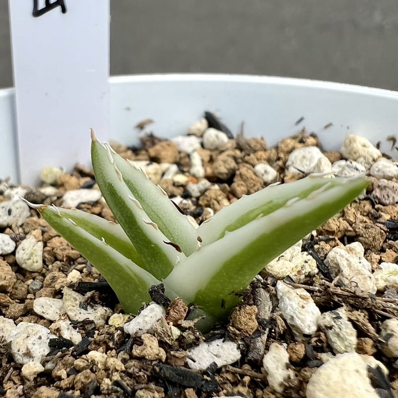 アガベ agave 『氷山』 発根済み子株 | Lucky Summer Agave アガベ agave 『氷山』 発根済み子株 | Lucky Summer Agave