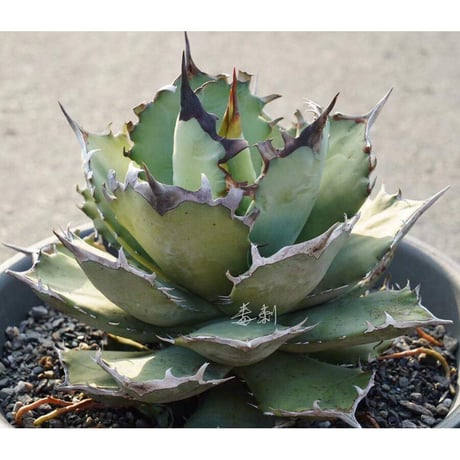 【特級株】鳳凰アガベチタノタ\"鳳凰\"★SSS親株☆★抜き株で発送 アガベ チタノタ フェニックス 