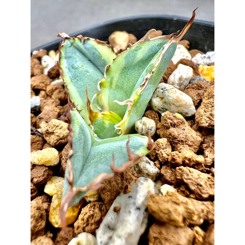 アガベ agave titanota チタノタ『ブルーダイヤモンド』発根済み アガベ agave titanota チタノタ『ブルーダイヤモンド』発根済み