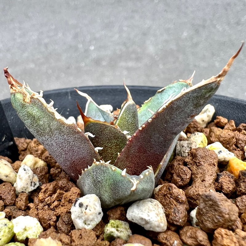 アガベ agave titanota チタノタ『海王』 発根済み極上狂棘美株 アガベ agave titanota チタノタ『海王』 発根済み極上狂棘美株