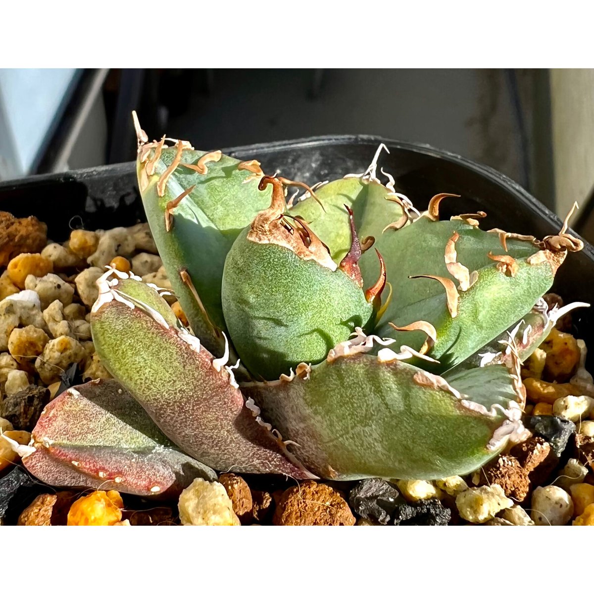 アガベ agave titanota チタノタ『魔丸』超極上コレクション株 アガベ agave titanota チタノタ『魔丸』超極上コレクション株