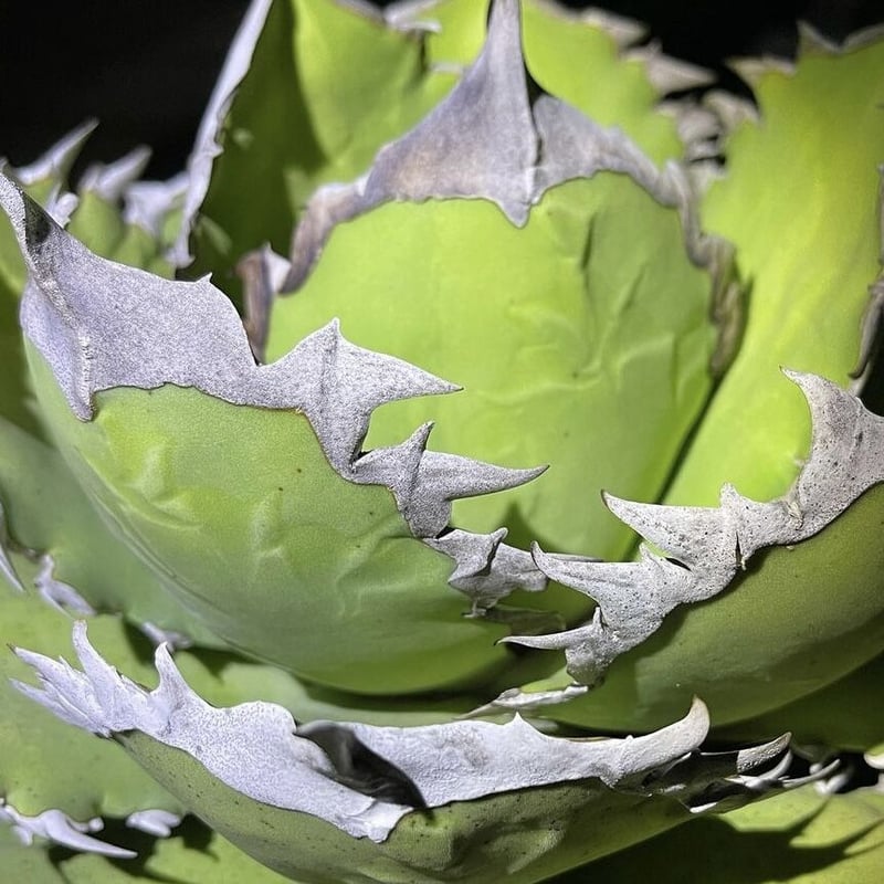アガベ agave チタノタ 鯊魚劍 厳選美株 | Lucky Summer Agave