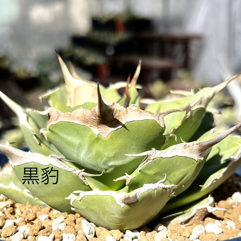 大株❗️アガベ　チタノタ　黒豹　ブラックパンサー アガベ agave titanota チタノタ『ブラックパンサー 黒豹