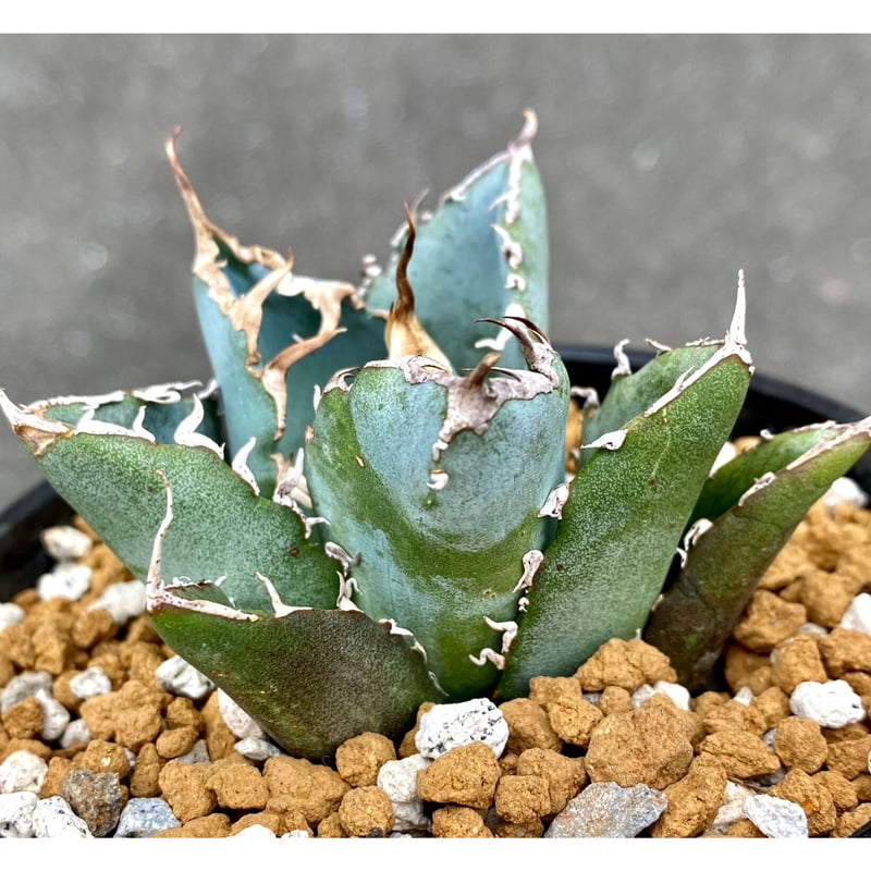 agave titanota sharksoui アガベチタノタ 極美株②