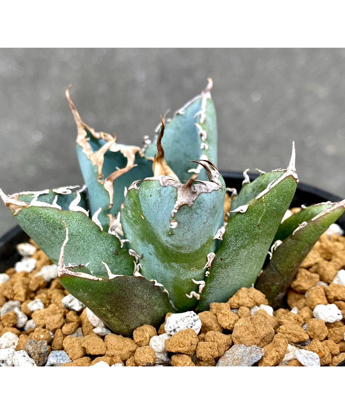 アガベ チタノタ agave titanota 白鯨 | Lucky Summer Agave