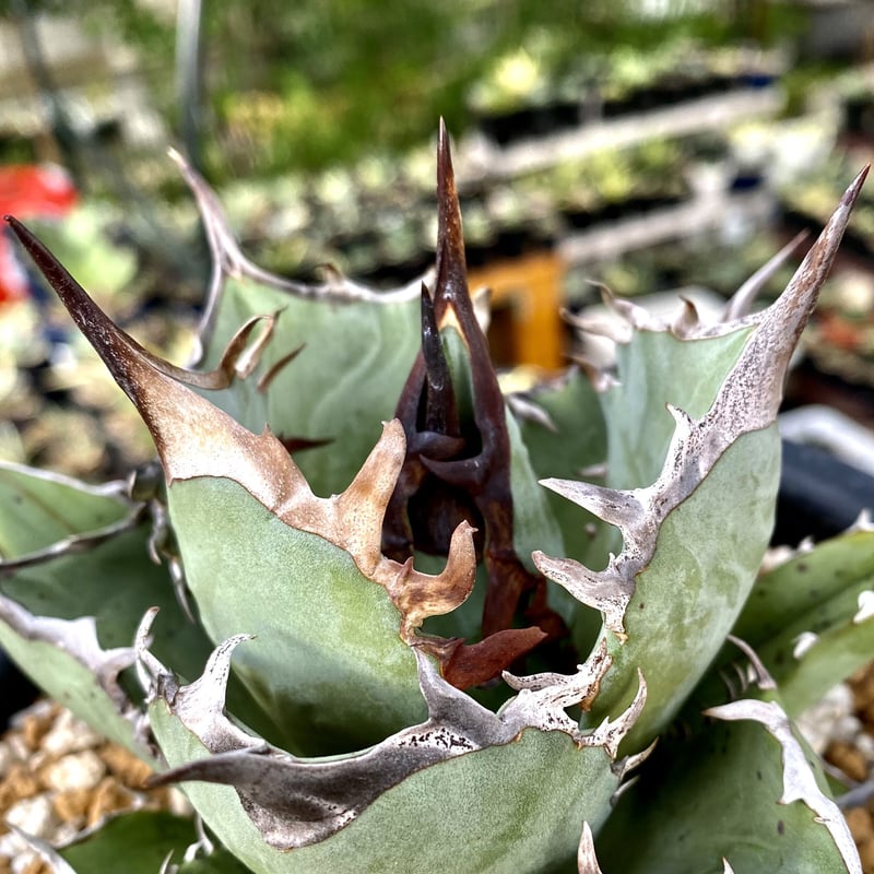 アガベ チタノタ agave titanota 鳳凰 発根済み極上棘子株 アガベ チタノタ agave titanota 鳳凰 発根済み極上棘子株