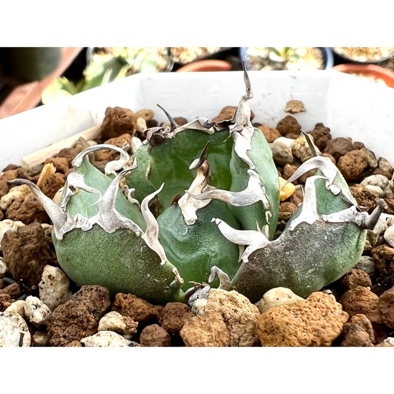 アガベ チタノタ 実生 子株【強棘丸葉】 【公式通販】