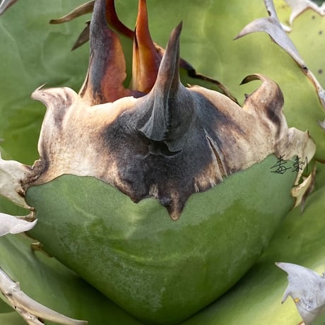 Lucky Summer Agave