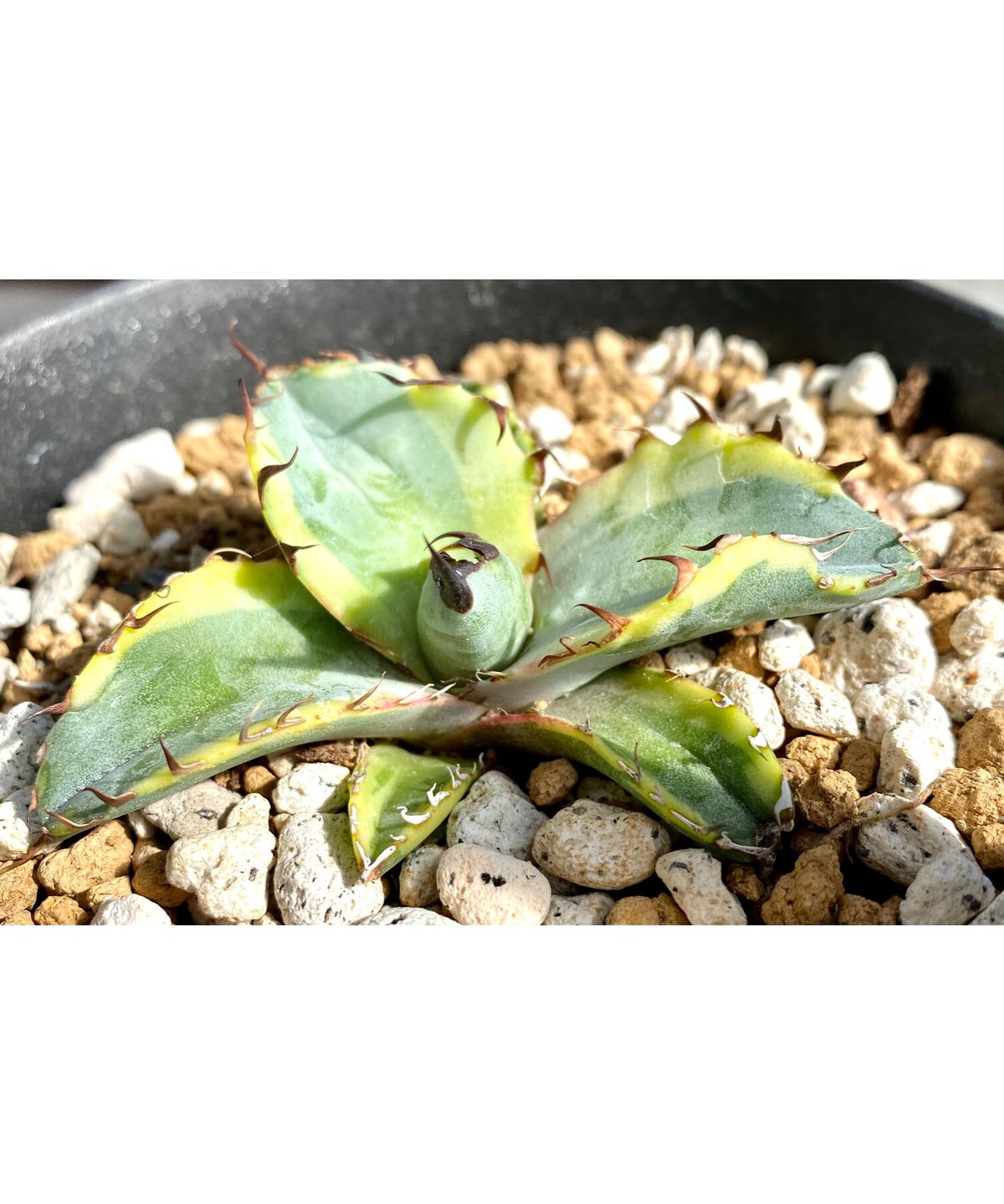 アガベ agave チタノタtitanota 高級品種 『 籃球錦』 | Lucky アガベ agave チタノタtitanota 高級品種 『 籃球錦』 | Lucky