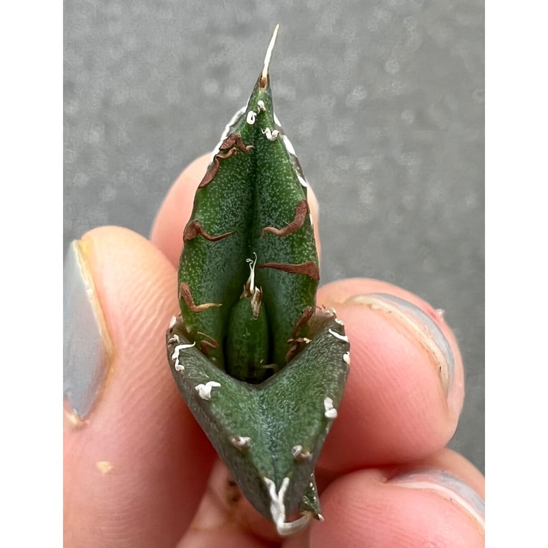 緑犀牛 OC子株① 緑犀牛 OC子株① 【公式通販】