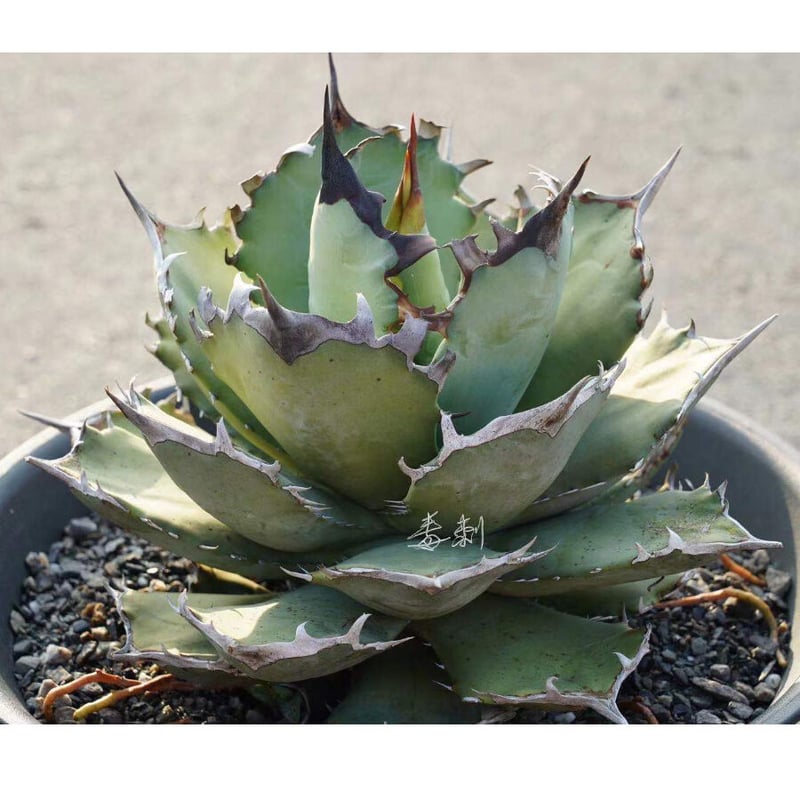 アガベ agave チタノタ titanota『鳳凰』極上棘発根済み厳選子株 