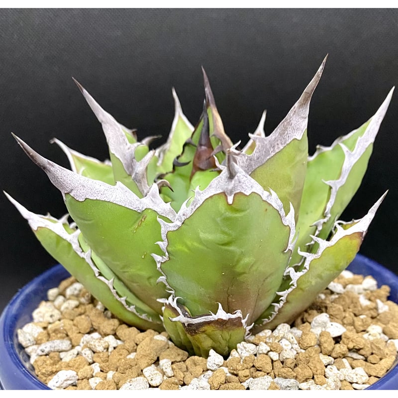 良血統超希少株☆アガベ☆チタノタ☆IVORY w.a☆発根済み子株