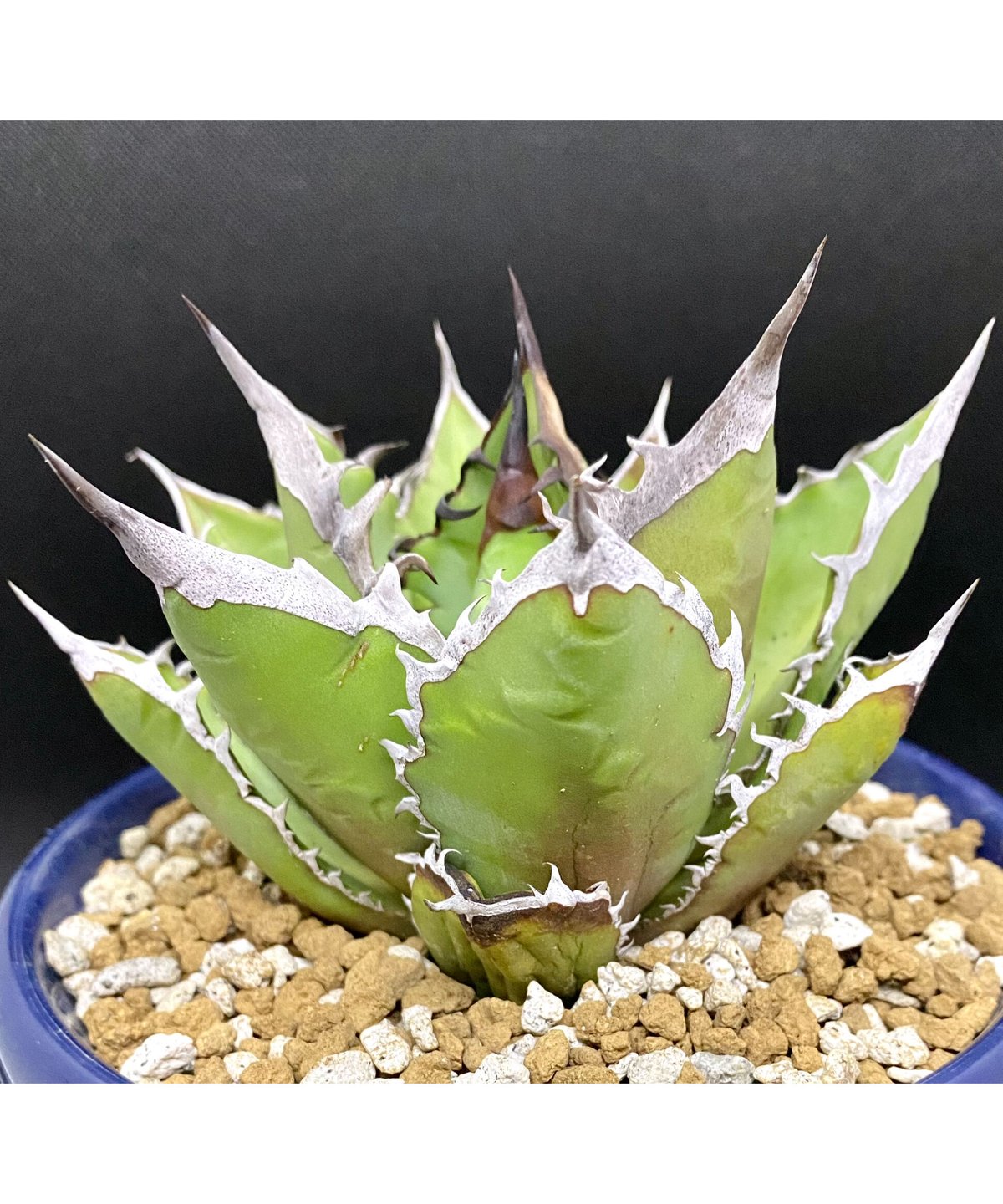 アガベ agave チタノタ ブラックファイヤー 黒火焔大株 特選 | Lucky 