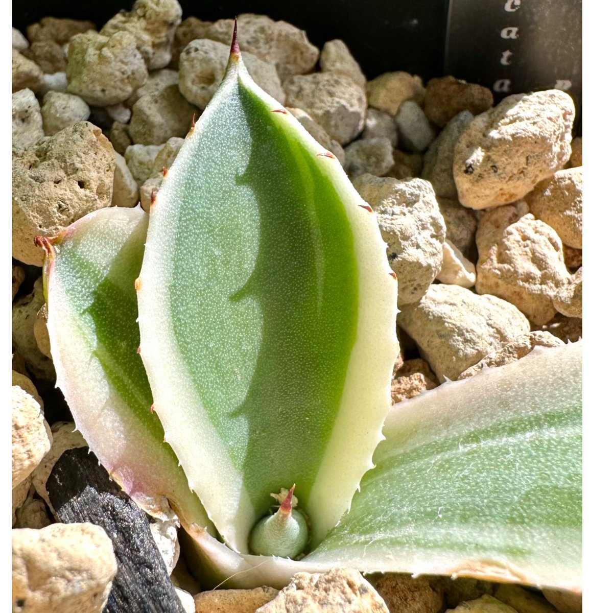 アガベ　オリザバ Agave Parryi Truncata 'Orizaba' - アガベ パリー トランカタ