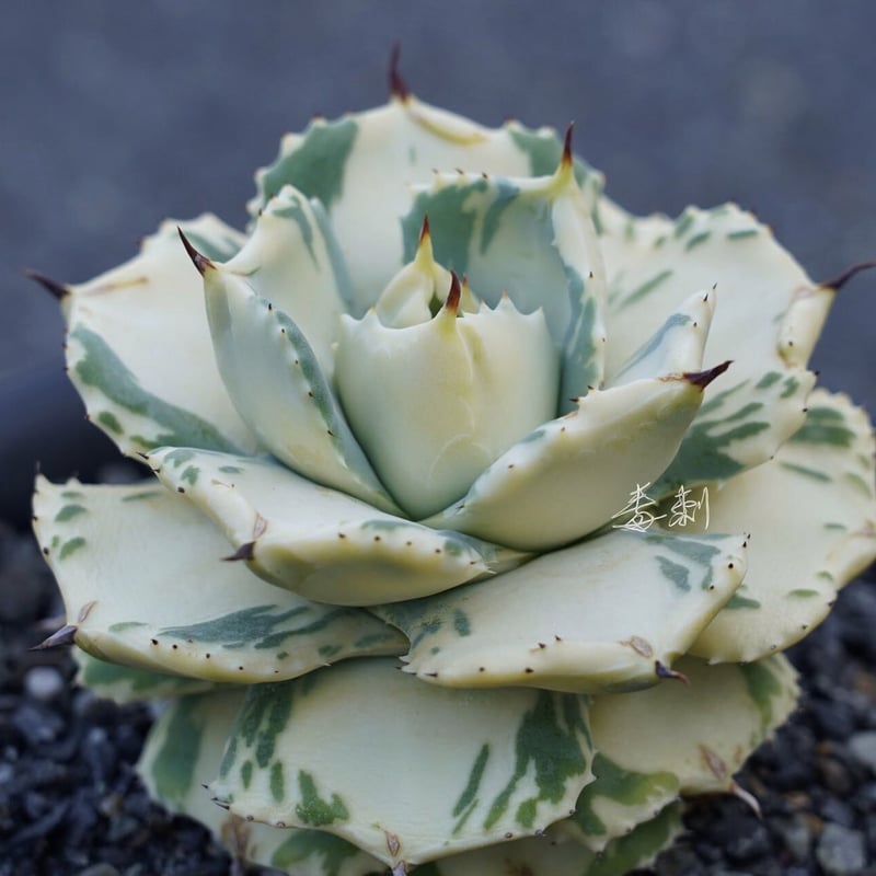 アガベ agave 『王妃雷神寬中斑』 発根済み | Lucky Summer Agave アガベ agave 『王妃雷神寬中斑』 発根済み | Lucky Summer Agave