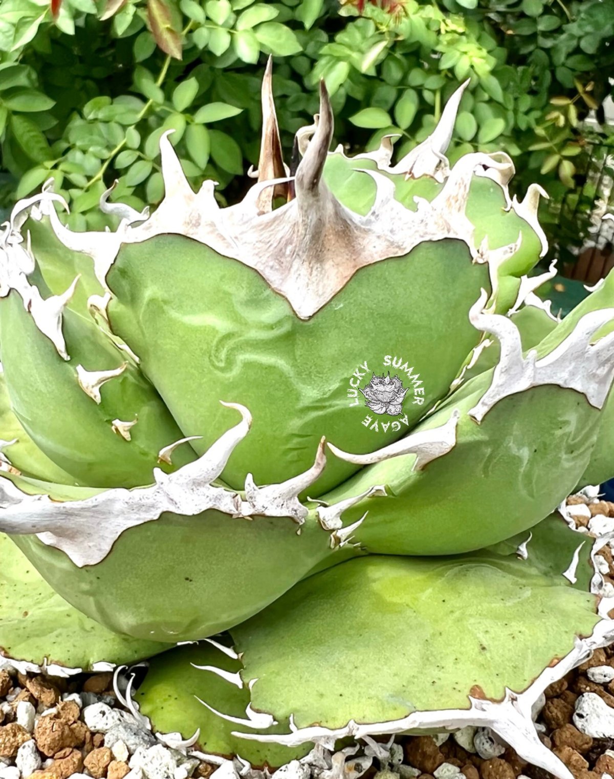 アガベ agave ファルコン falcon 仔株① アガベ agave ファルコン falcon 仔株① アガベ agave ファルコン