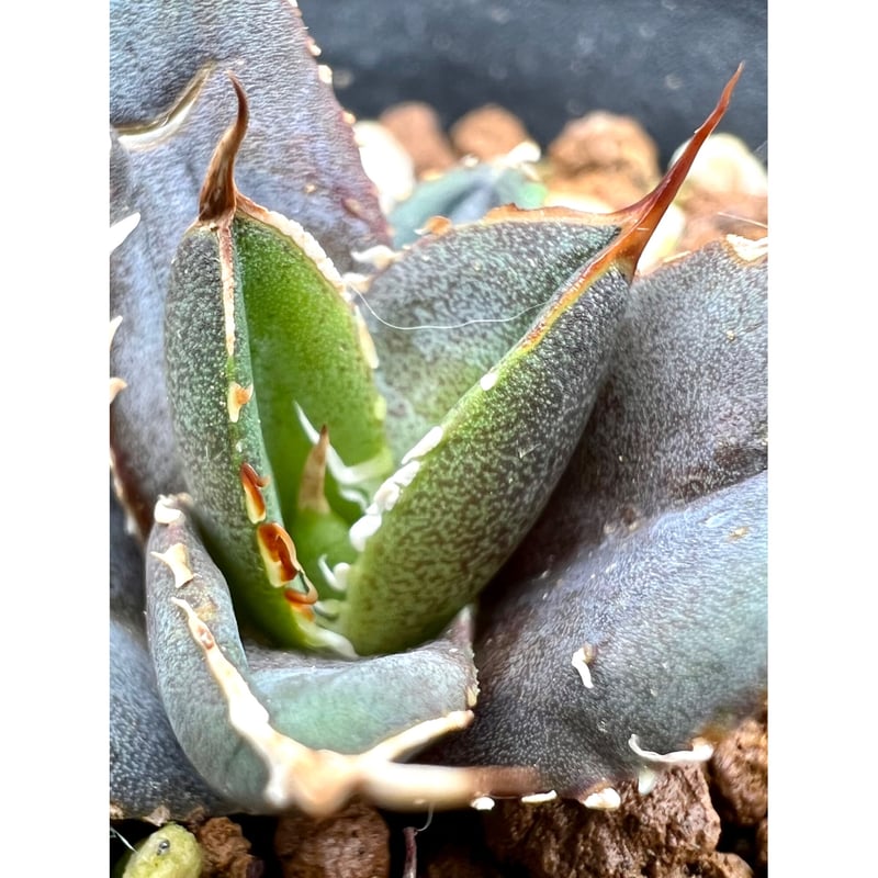 アガベ agave titanota チタノタ『海王』 発根済み極上狂棘美株 アガベ agave titanota チタノタ『海王』 発根済み極上狂棘美株