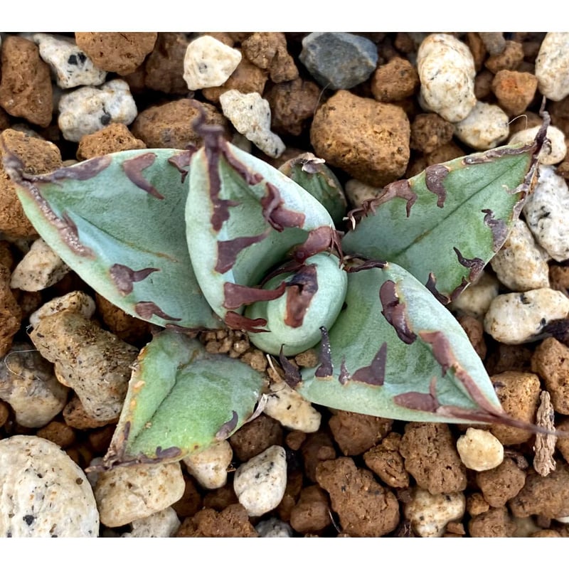 アガベ agave チタノタ titanota 黒鯨 極上陽炎黒棘子株 | Lucky アガベ agave チタノタ titanota 黒鯨 極上陽炎黒棘子株 | Lucky