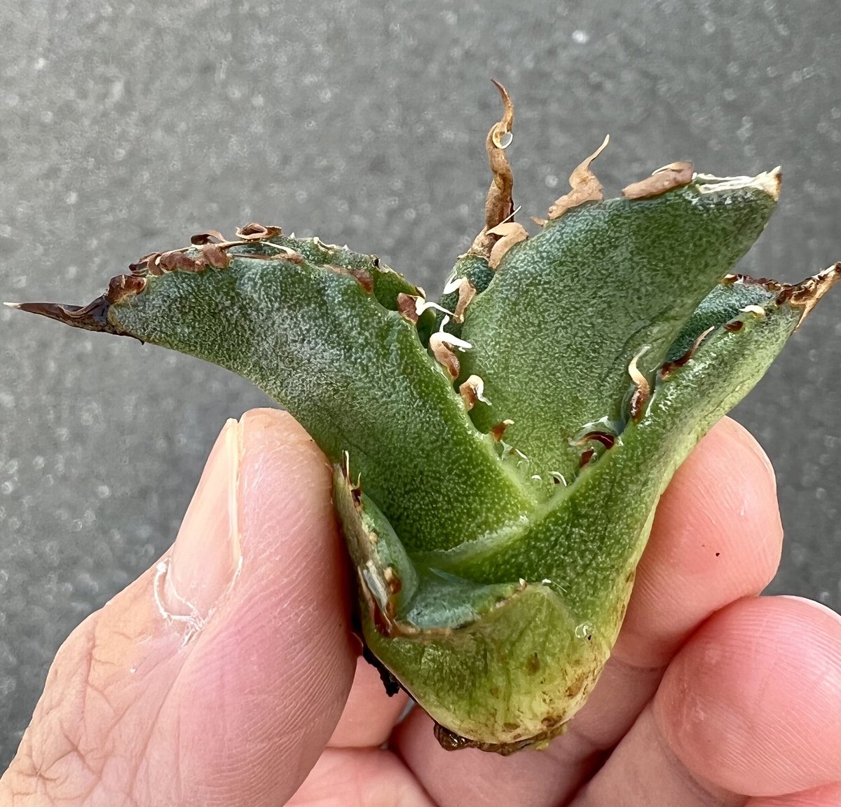 アガベ agave titanota チタノタ 超極上モンスター級ノーネーム | Lucky...