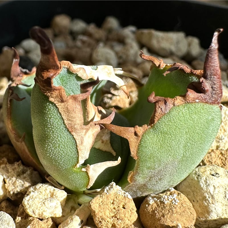 アガベ agave titanota チタノタ『白犀牛』超極上コレクション株 アガベ agave titanota チタノタ『白犀牛』超極上コレクション株