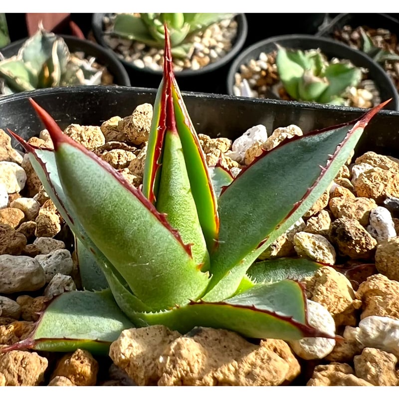 アガベ agave 『青蓮』 | Lucky Summer Agave