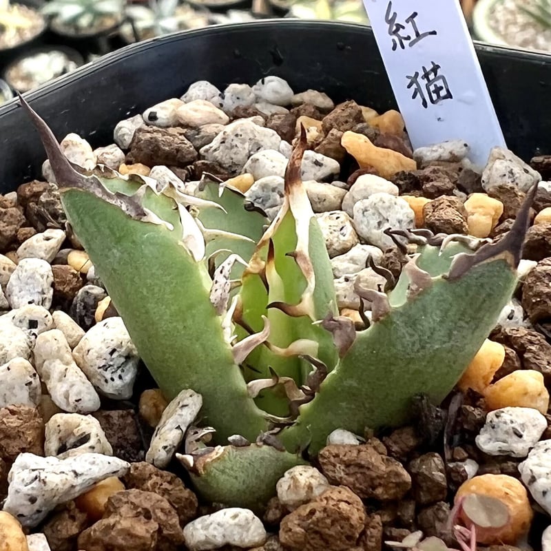 超極上 アガベ レッドキャットウィーズル 【公式通販】