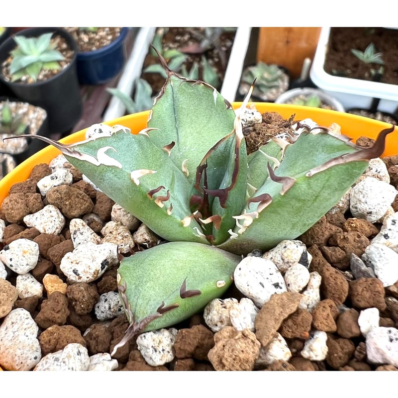 agave titanota cok・魔丸・狼人・黒鯨 セット売り