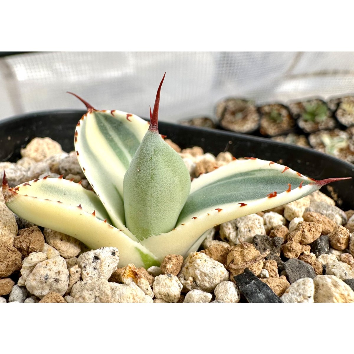 アガベ オリザバ 縞斑 OC株 アガベ agave 『オリザバ』極上斑 | Lucky Summer Agave