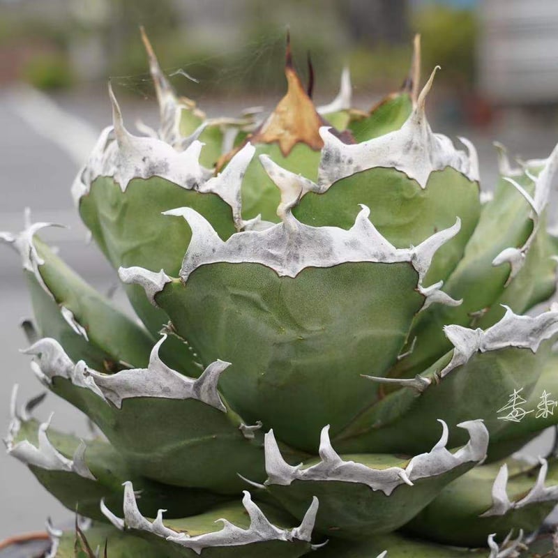 アガベ agave titanota チタノタ『皮卡丘 鬼爪』 発根済み | Lucky S
