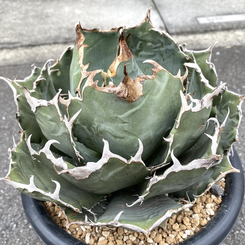 Agave アガベ  選抜白鯨　中株①