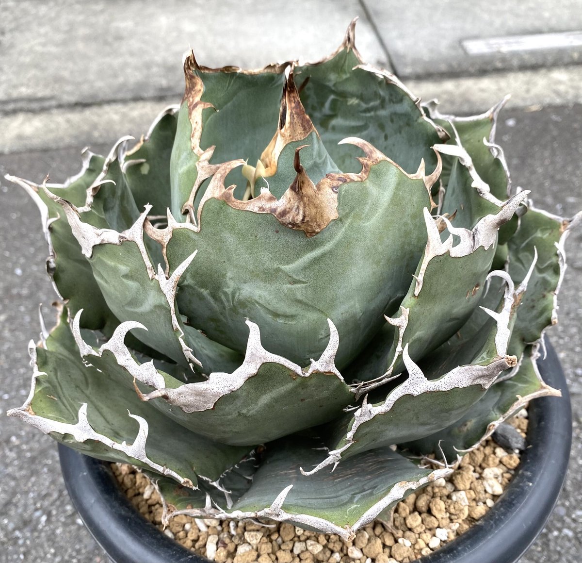 アガベ agave チタノタ 白鯨 25インチ超大株 | Lucky Summer Agave アガベ agave チタノタ 白鯨 25インチ超大株 | Lucky Summer Agave