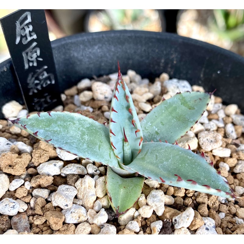 agave アガベ 屈原の舞扇錦 縞斑