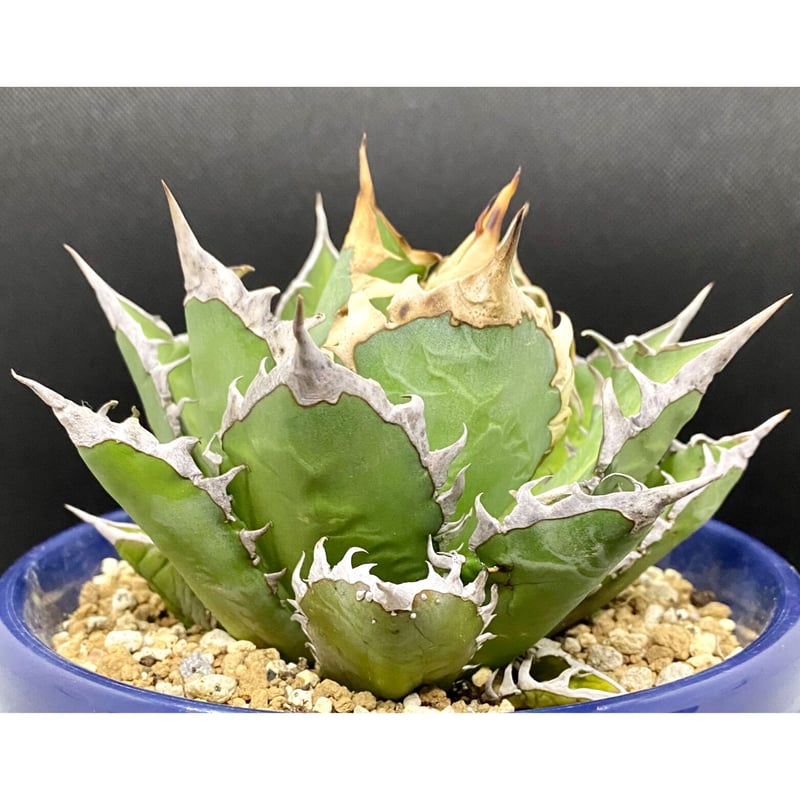 アガベ チタノタ agave ゴリ猫 レッドキャットウィーズル 赤猫 紅猫