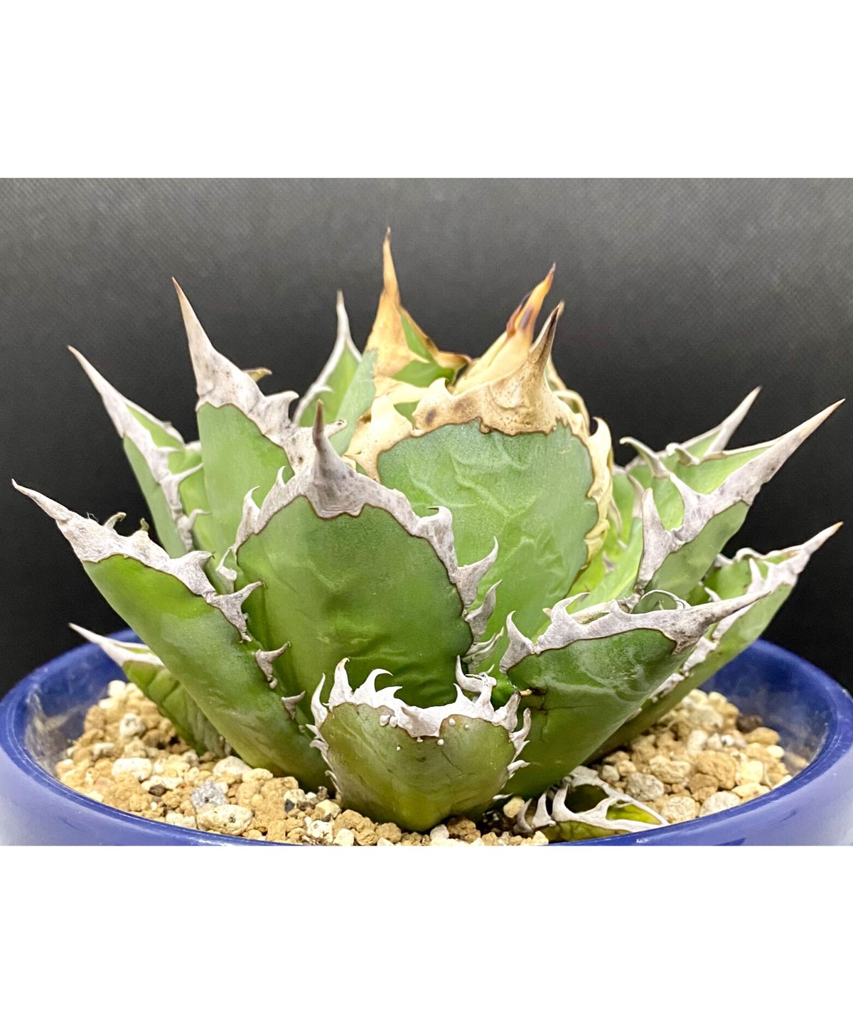 アガベ　チタノタ agave ゴリ猫　レッドキャットウィーズル　赤猫　紅猫